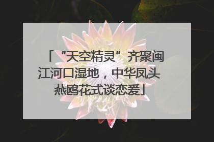 “天空精灵”齐聚闽江河口湿地，中华凤头燕鸥花式谈恋爱
