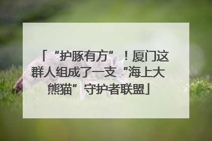 “护豚有方”！厦门这群人组成了一支“海上大熊猫”守护者联盟