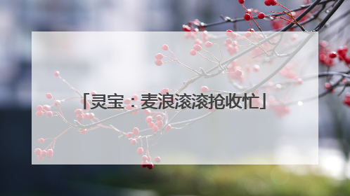 灵宝：麦浪滚滚抢收忙