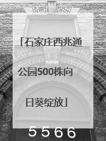 石家庄西兆通公园500株向日葵绽放