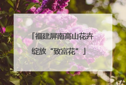 福建屏南高山花卉绽放“致富花”