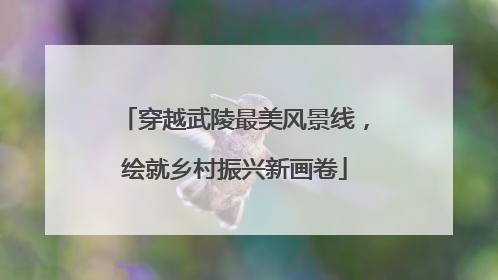 穿越武陵最美风景线，绘就乡村振兴新画卷