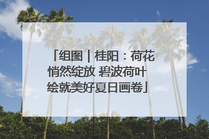 组图｜桂阳：荷花悄然绽放 碧波荷叶绘就美好夏日画卷