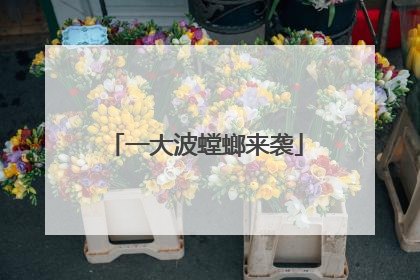 一大波螳螂来袭