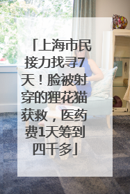 上海市民接力找寻7天！脸被射穿的狸花猫获救，医药费1天筹到四千多