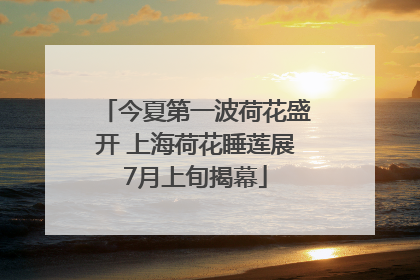 今夏第一波荷花盛开 上海荷花睡莲展7月上旬揭幕