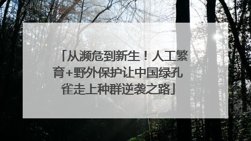 从濒危到新生！人工繁育+野外保护让中国绿孔雀走上种群逆袭之路