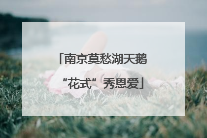 南京莫愁湖天鹅“花式”秀恩爱