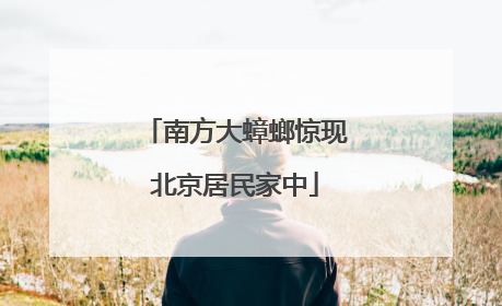南方大蟑螂惊现北京居民家中