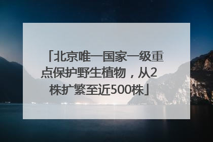 北京唯一国家一级重点保护野生植物，从2株扩繁至近500株