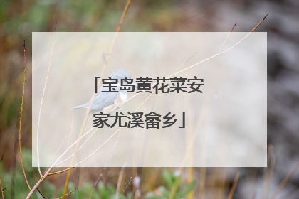 宝岛黄花菜安家尤溪畲乡