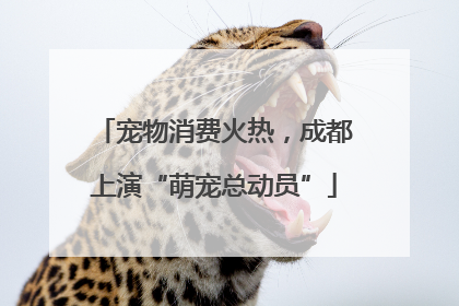 宠物消费火热，成都上演“萌宠总动员”