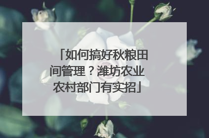 如何搞好秋粮田间管理？潍坊农业农村部门有实招