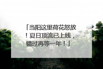 当阳这里荷花怒放！夏日顶流已上线，错过再等一年！