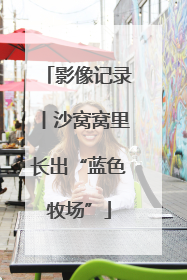 影像记录丨沙窝窝里长出“蓝色牧场”