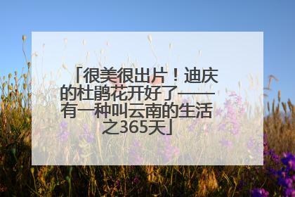 很美很出片！迪庆的杜鹃花开好了——有一种叫云南的生活之365天