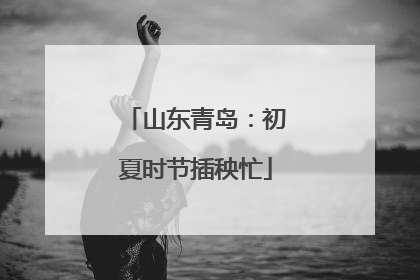 山东青岛：初夏时节插秧忙
