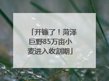开镰了！菏泽巨野85万亩小麦进入收割期