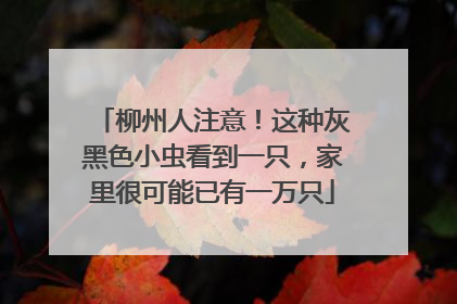 柳州人注意！这种灰黑色小虫看到一只，家里很可能已有一万只