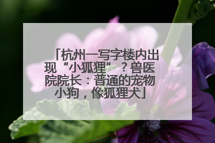 杭州一写字楼内出现“小狐狸”？兽医院院长：普通的宠物小狗，像狐狸犬