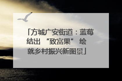 方城广安街道：蓝莓结出 “致富果” 绘就乡村振兴新图景