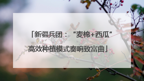 新疆兵团：“麦棉+西瓜”高效种植模式奏响致富曲