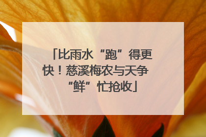 比雨水“跑”得更快！慈溪梅农与天争“鲜”忙抢收