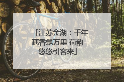 江苏金湖：千年藕香飘万里 荷韵悠悠引客来