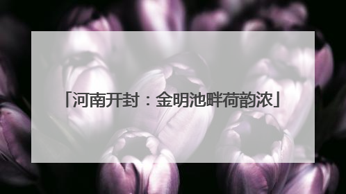 河南开封：金明池畔荷韵浓