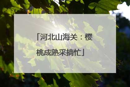 河北山海关：樱桃成熟采摘忙
