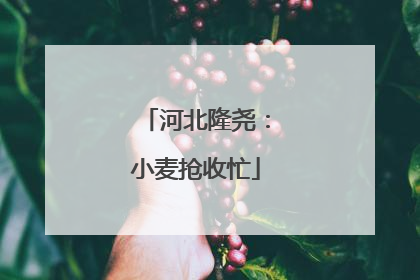 河北隆尧：小麦抢收忙