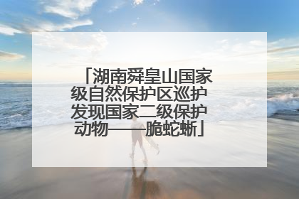 湖南舜皇山国家级自然保护区巡护发现国家二级保护动物——脆蛇蜥
