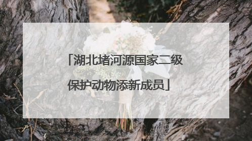 湖北堵河源国家二级保护动物添新成员
