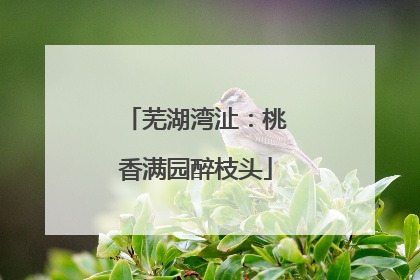 芜湖湾沚：桃香满园醉枝头