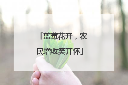 蓝莓花开，农民增收笑开怀