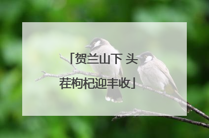 贺兰山下 头茬枸杞迎丰收