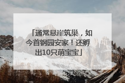 通常悬崖筑巢，如今首钢园安家！还孵出10只萌宝宝
