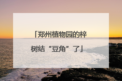郑州植物园的梓树结“豆角”了