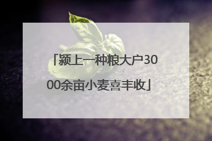 颍上一种粮大户3000余亩小麦喜丰收