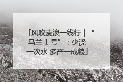 风吹麦浪一线行｜“马兰 1 号”：少浇一次水 多产一成粮
