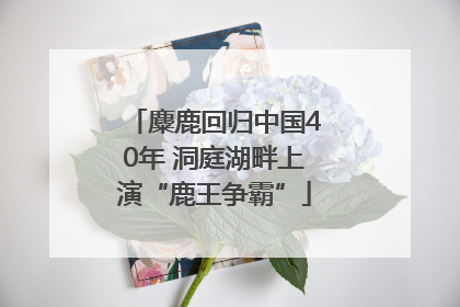 麋鹿回归中国40年 洞庭湖畔上演“鹿王争霸”