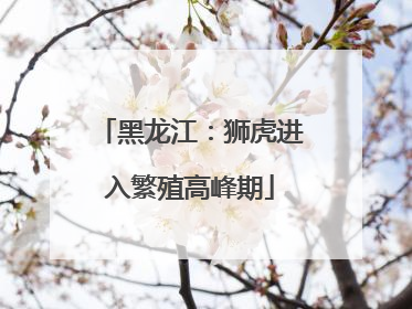 黑龙江：狮虎进入繁殖高峰期