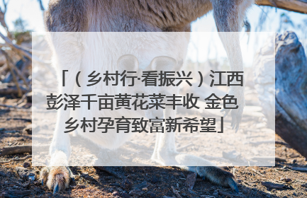 （乡村行·看振兴）江西彭泽千亩黄花菜丰收 金色乡村孕育致富新希望
