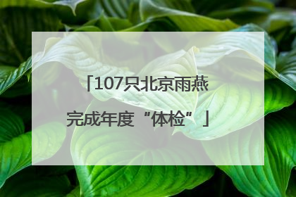 107只北京雨燕完成年度“体检”